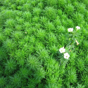 Cây tiểu bảo tháp