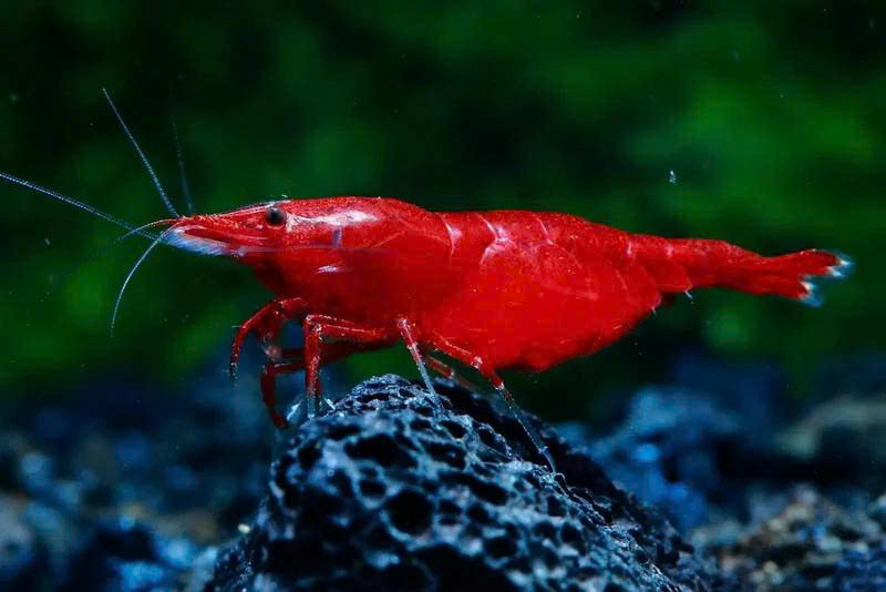 Tép đỏ Fired red 2 Tép đỏ Fired red - Ảnh 2