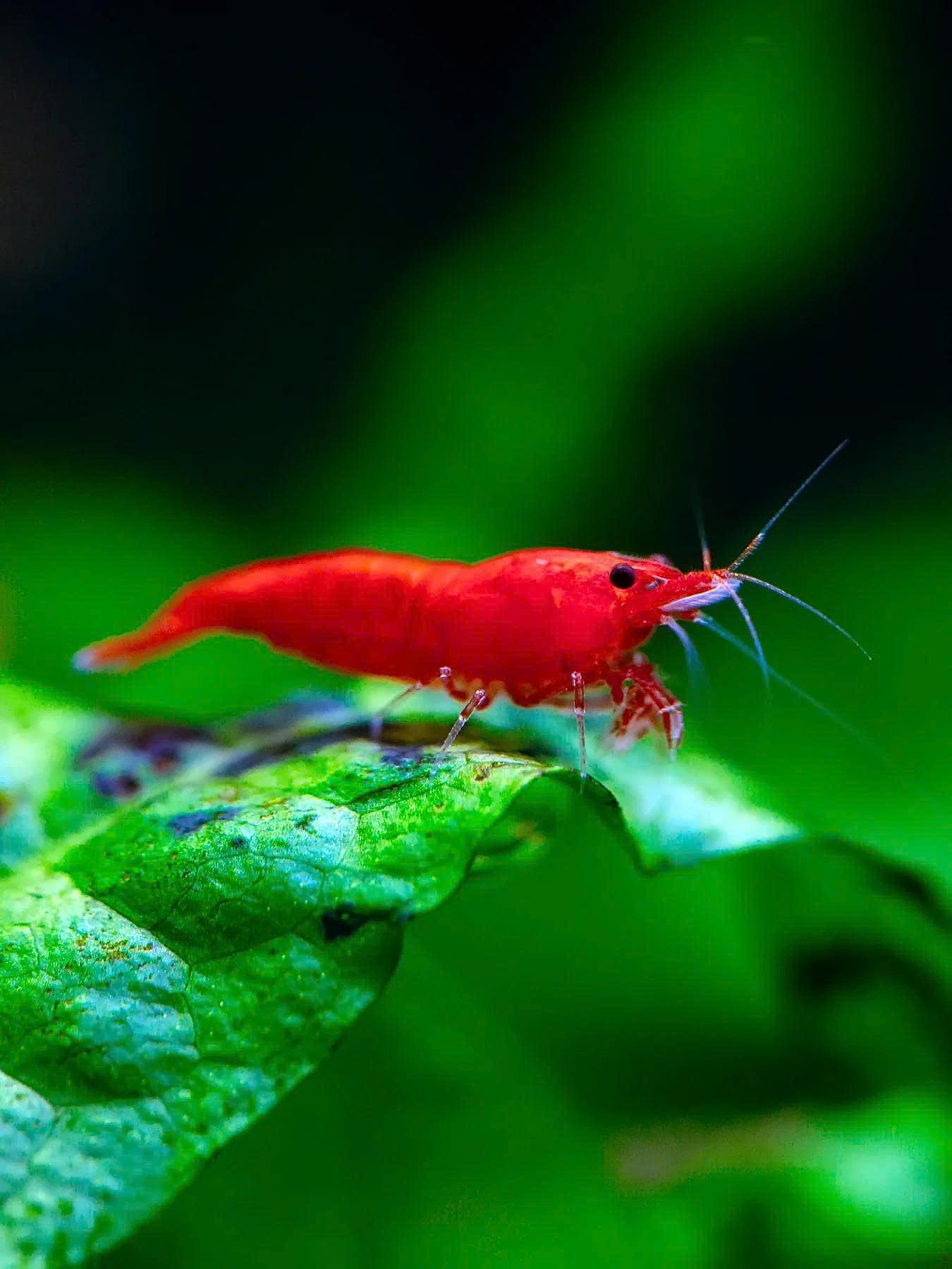 Tép đỏ Fired red 1 Tép đỏ Fired red