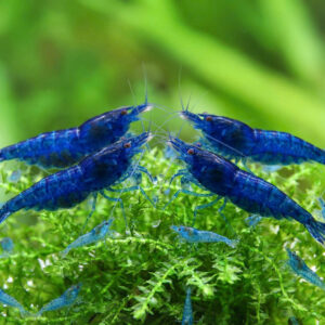 Tép xanh Blue Dream
