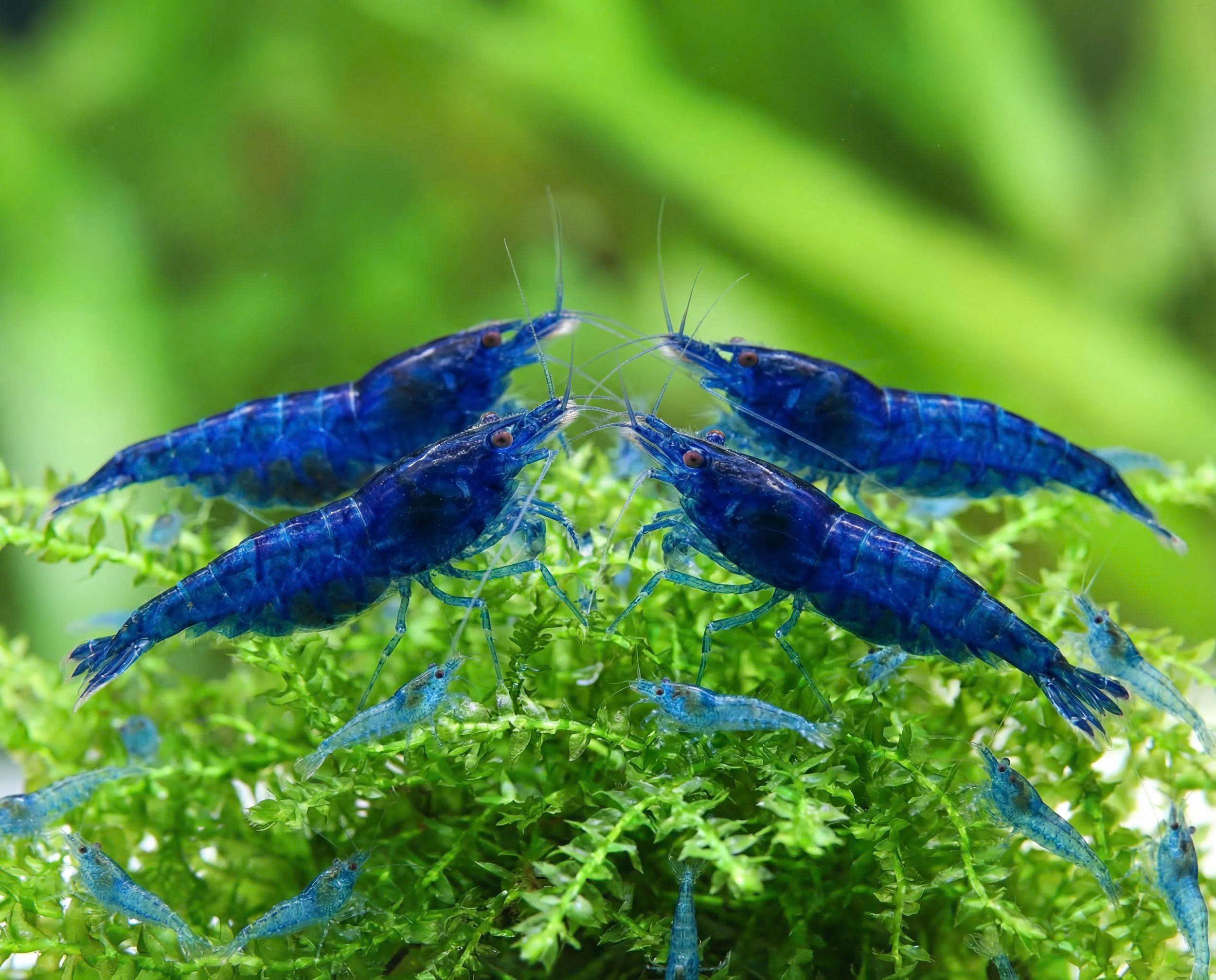 Tép xanh Blue Dream 1 Tép xanh Blue Dream