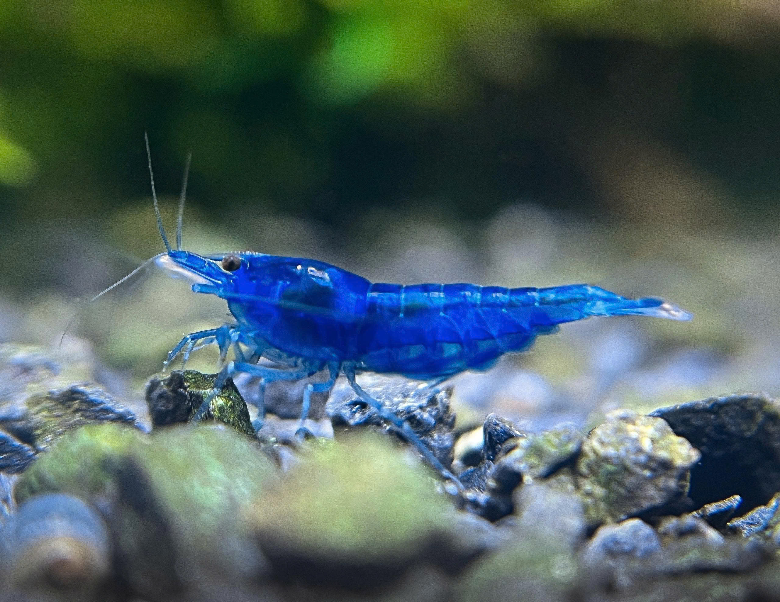 Tép xanh Blue Dream 3 Tép xanh Blue Dream - Ảnh 3