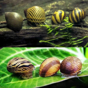 Ốc nerita
