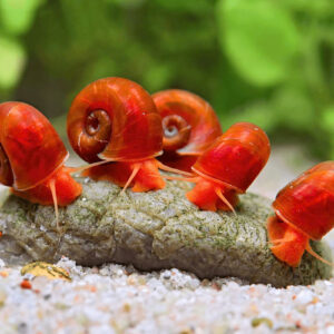 Ốc táo đỏ