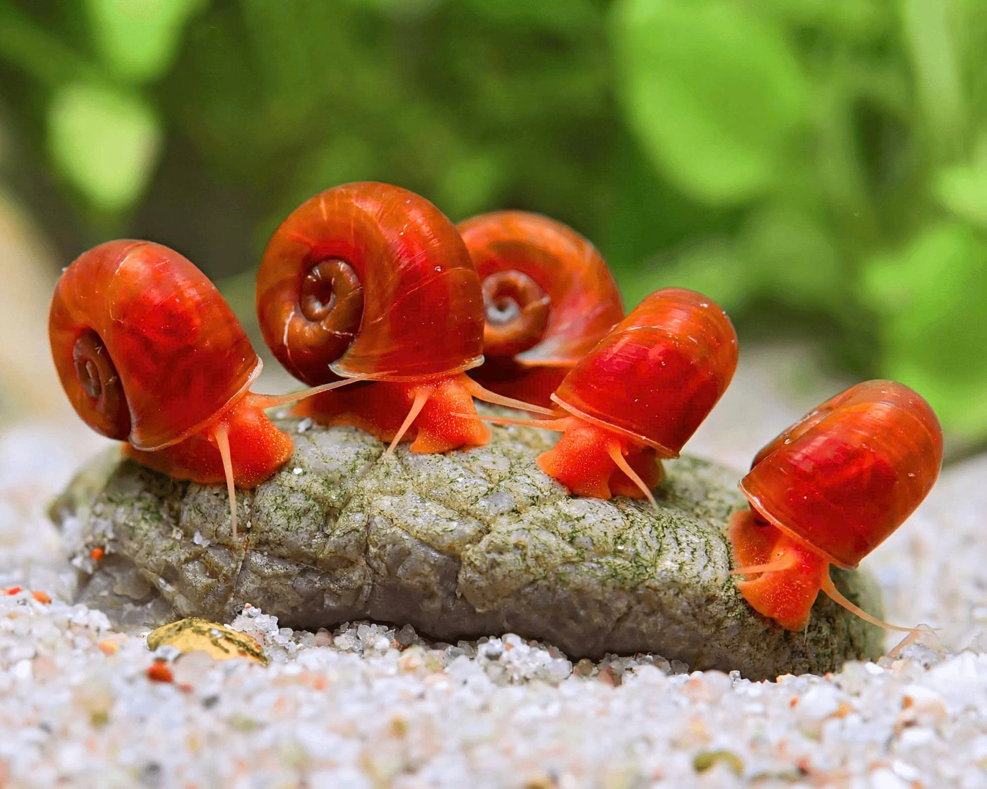 Ốc táo đỏ 1 Ốc táo đỏ