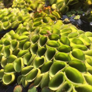 Bèo tổ ong 8 510570169 2195590487561056 9086330501308146954 n