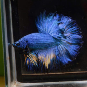 Cá betta Gas 9 Betta xanh 1