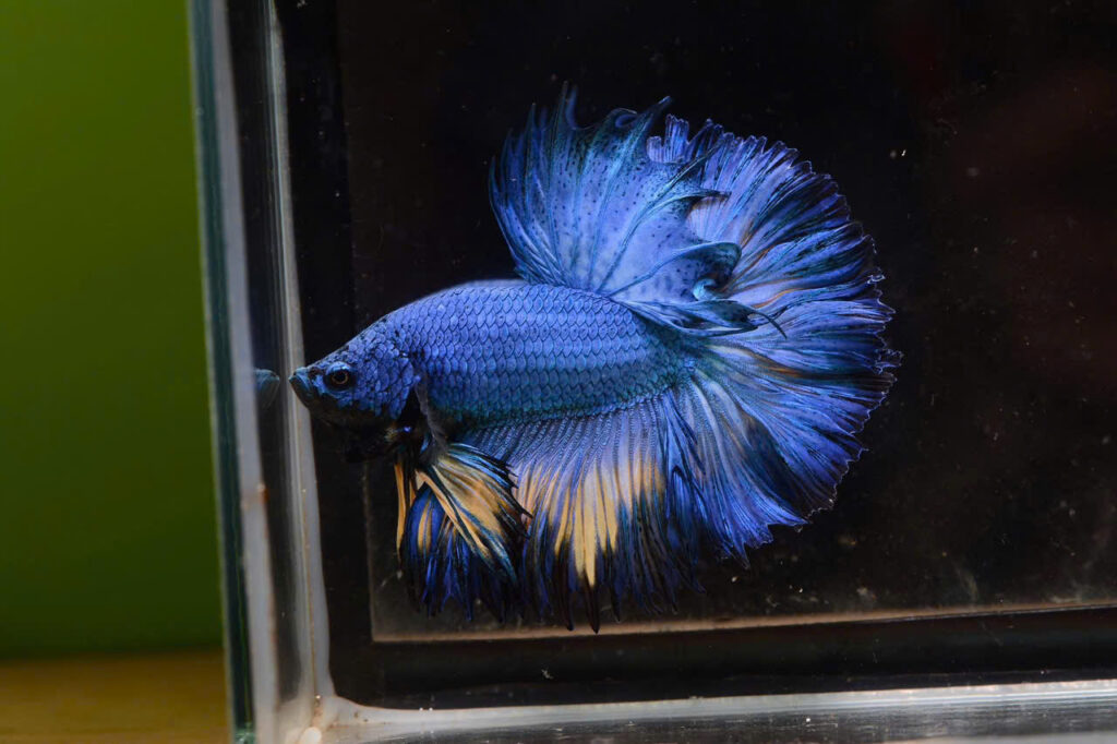 Cá betta xanh 8 Ca betta xanh