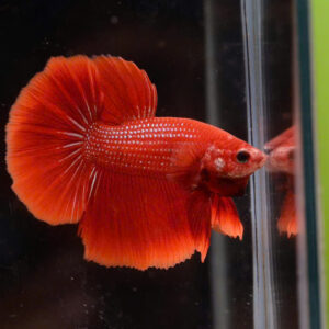 Cá betta đỏ