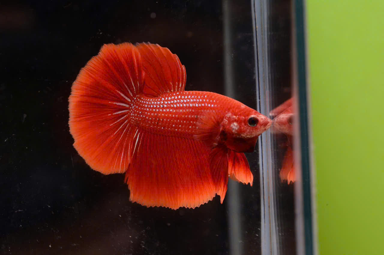 Cá betta đỏ 1 Cá betta đỏ