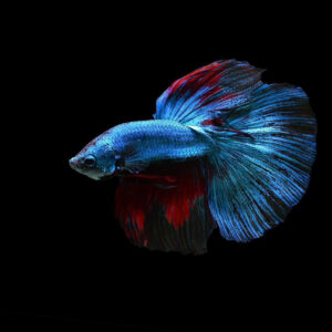 Cá betta xanh 5 Ca betta xanh halfmoon