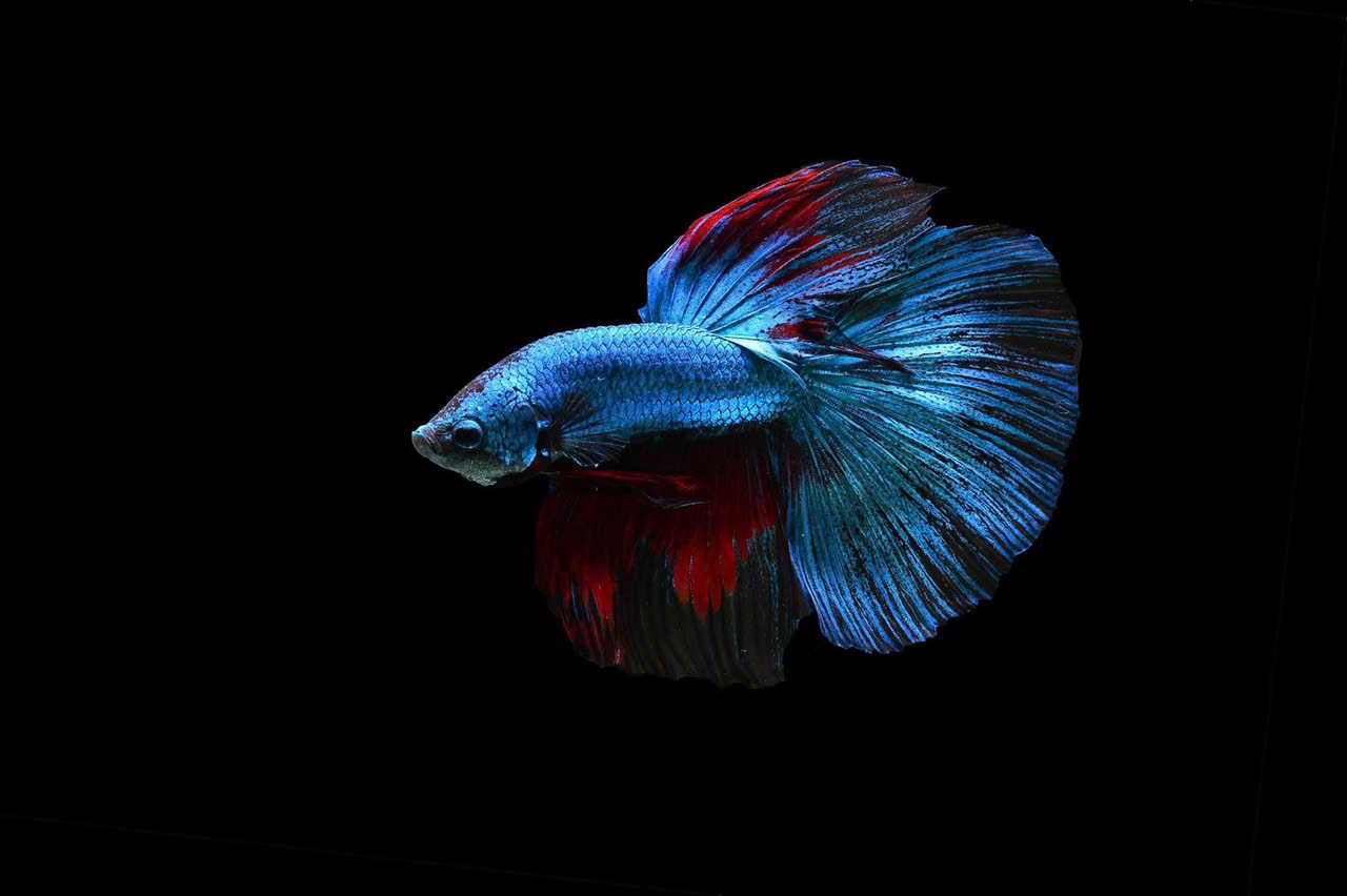 Cá betta xanh 2 Cá betta xanh - Ảnh 2