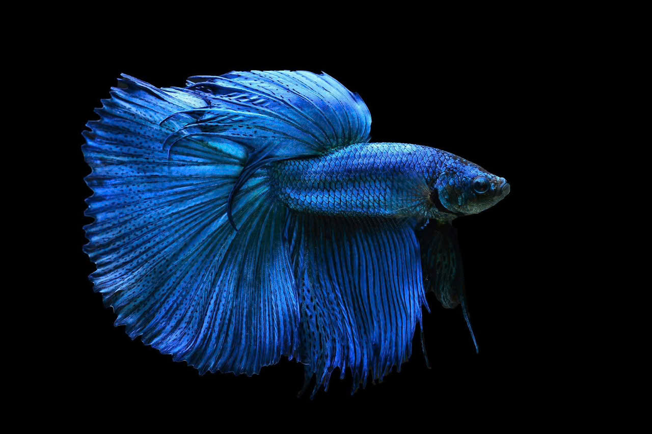 Cá betta xanh 1 Cá betta xanh