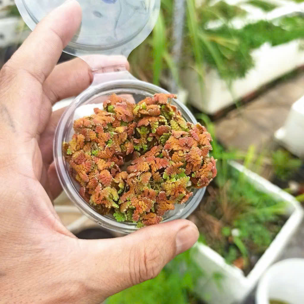 Bèo hoa dâu đỏ 1 Bèo hoa dâu đỏ