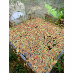 Bèo hoa dâu đỏ 13 beo hoa dau do 5