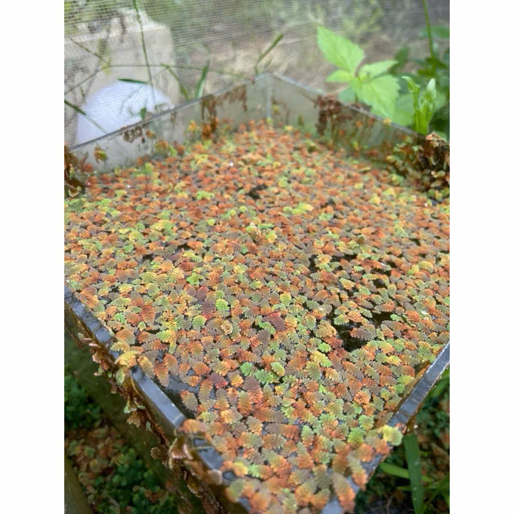 Bèo hoa dâu đỏ 6 Bèo hoa dâu đỏ - Ảnh 6