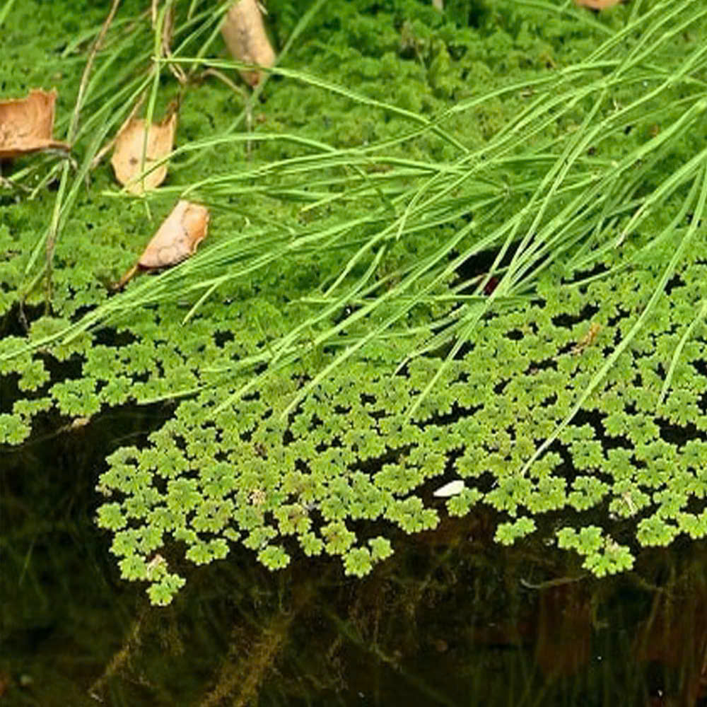 Bèo hoa dâu xanh 1 Bèo hoa dâu xanh