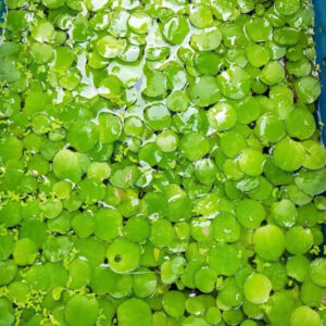 Bèo Nhật 10 beo nhat 2