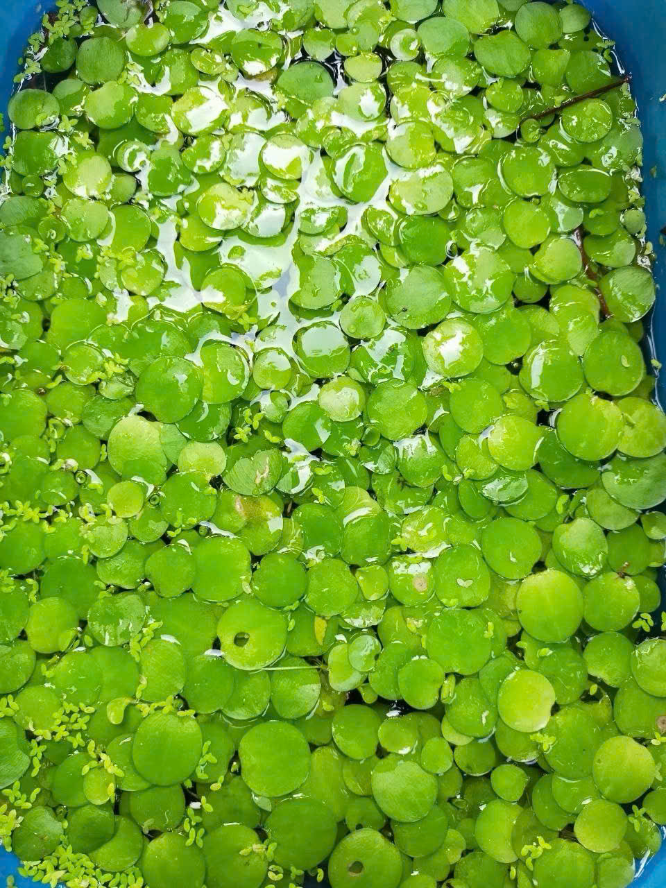 Bèo Nhật 3 Bèo Nhật - Ảnh 3