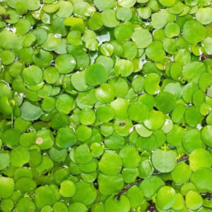 Bèo Nhật 12 beo nhat 4