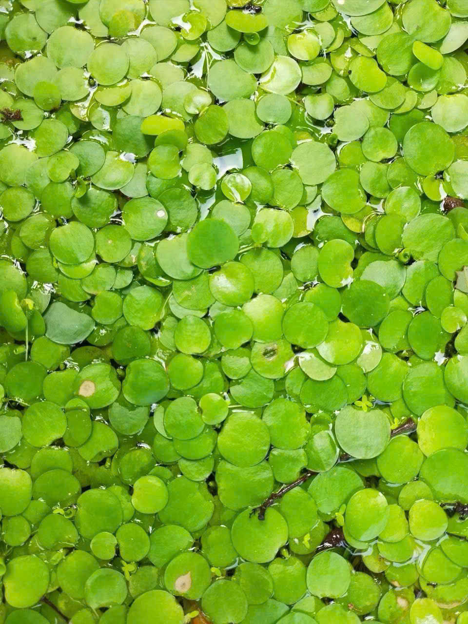 Bèo Nhật 5 Bèo Nhật - Ảnh 5