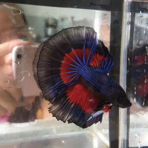 ca betta da sac 2