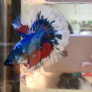 ca betta da sac