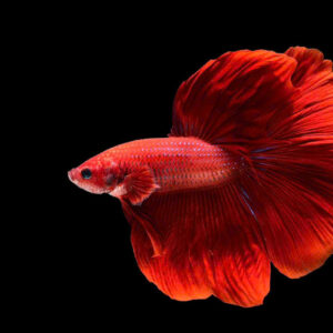 Cá betta đỏ 4 ca betta do halfmoon