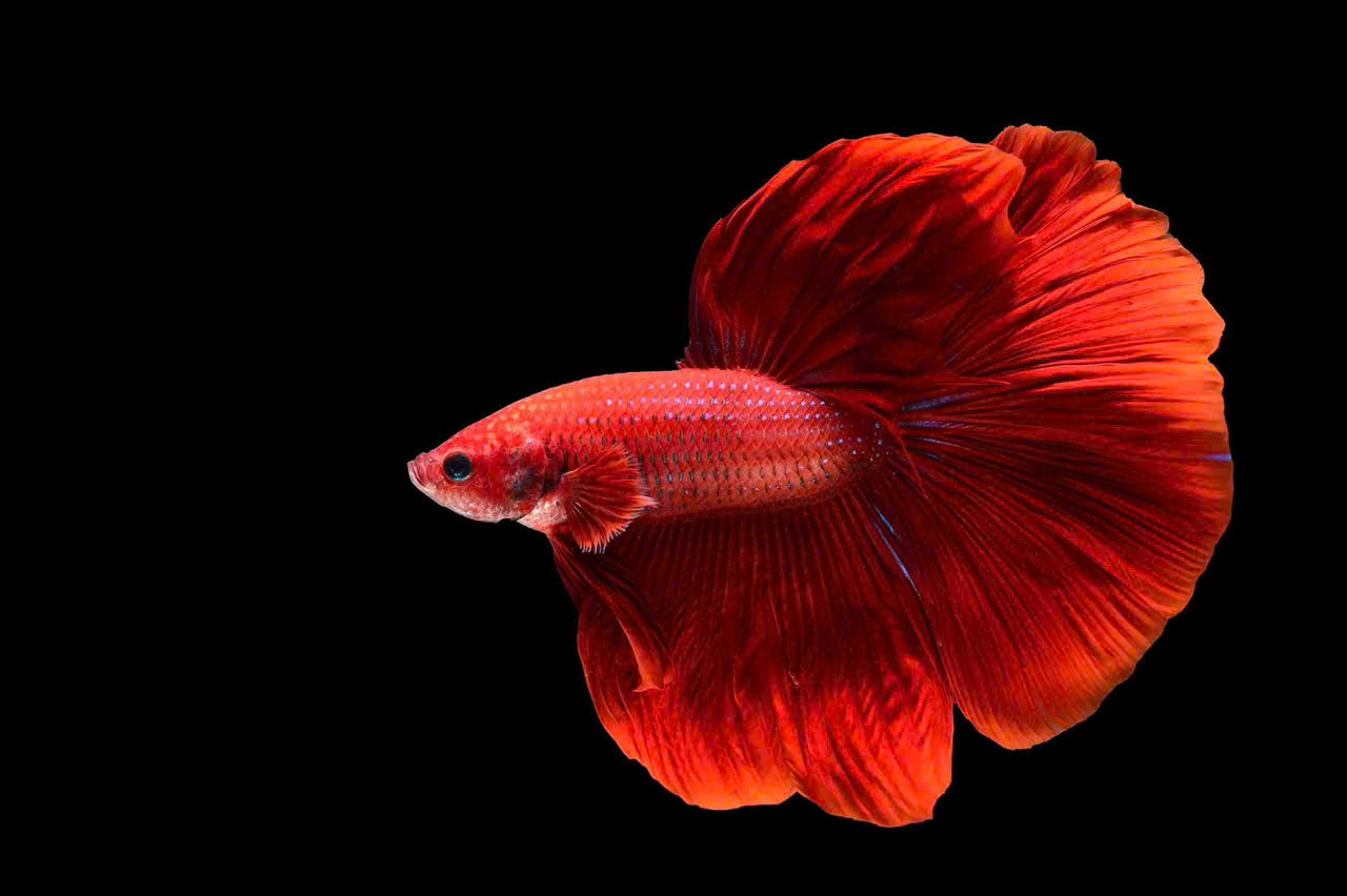 Cá betta đỏ 2 Cá betta đỏ - Ảnh 2