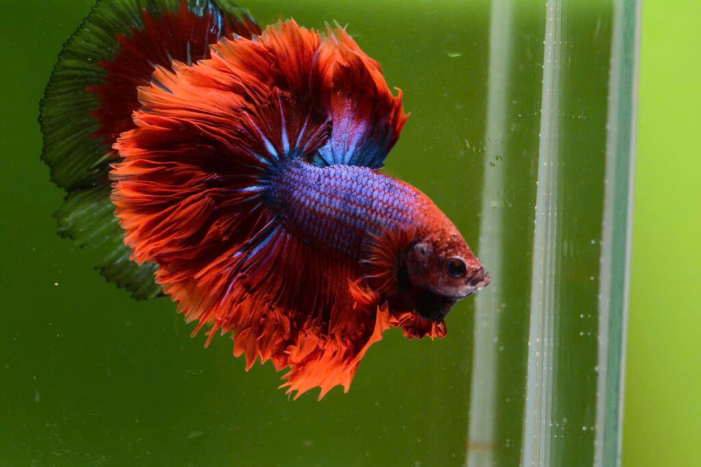 ca betta da sac
