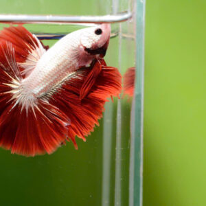 ca betta fancy 2