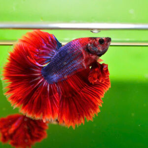 ca betta fancy 3