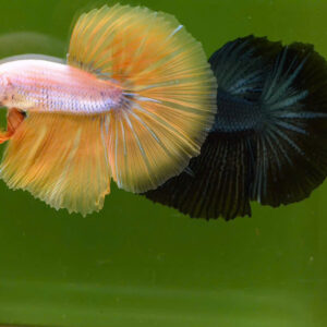 Cá betta vàng 9 ca betta yellow