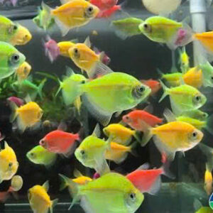 Cá cánh buồm 9 ca canh buom