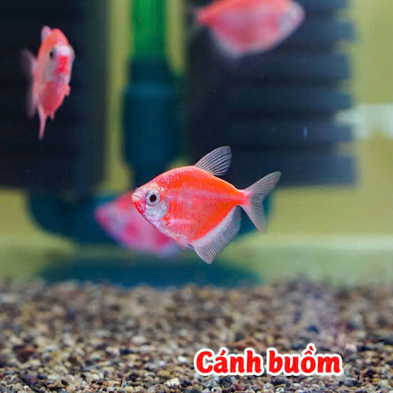 Cá cánh buồm đỏ 3 Cá cánh buồm đỏ - Ảnh 3