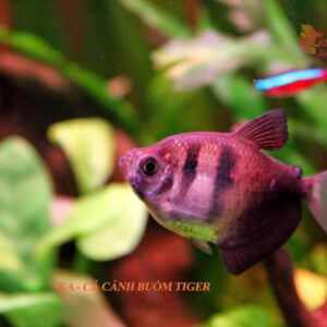 Cá cánh buồm tiger 6 ca canh buom tiger 1