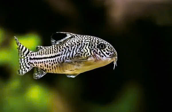 Cá chuột Julii 1 Cá chuột Julii