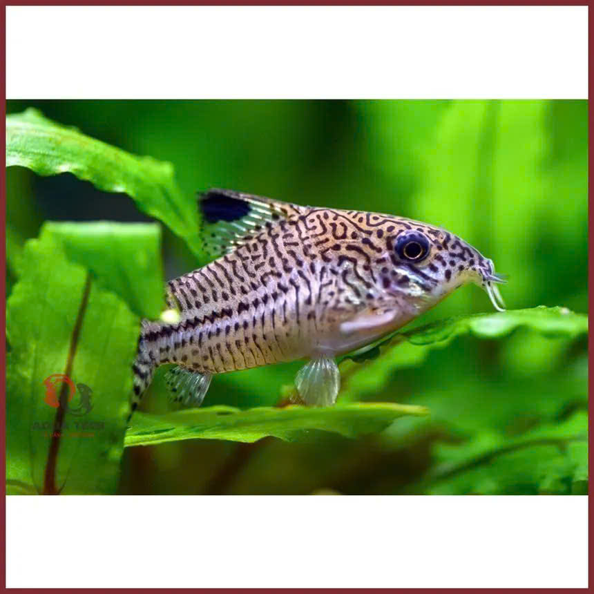 Cá chuột Julii 5 Cá chuột Julii - Ảnh 5