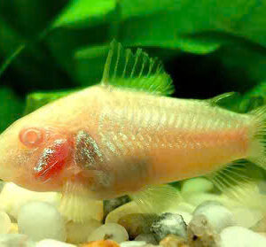 Cá chuột trắng 10 ca chuot trang albino