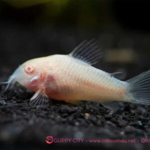 Cá chuột trắng 9 ca chuot trang albino 4