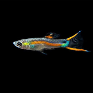 Cá bảy màu rừng Endler 11 ca endler guppy