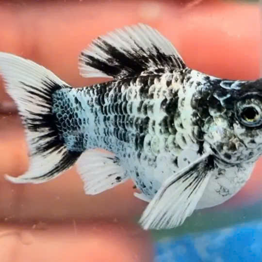 Cá molly ngựa vằn 1 Cá molly ngựa vằn