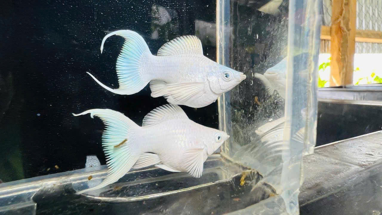 Cá Molly Platinum 1 Cá Molly Platinum