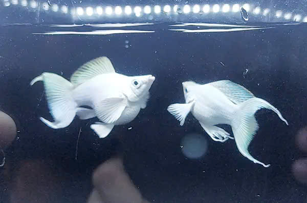 Cá Molly Platinum 6 Cá Molly Platinum - Ảnh 6