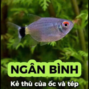 Cá ngân bình 7 ca ngan binh 1