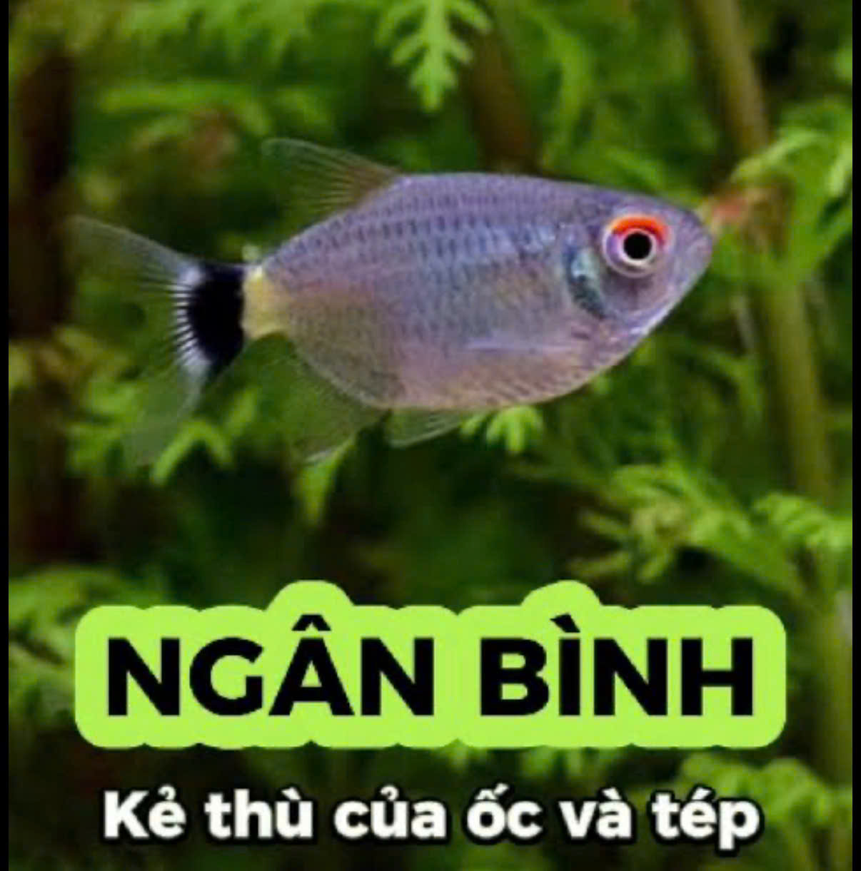 Cá ngân bình 2 Cá ngân bình - Ảnh 2