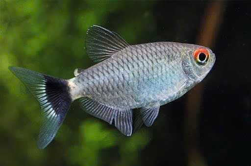 Cá ngân bình 1 Cá ngân bình