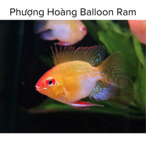 Cá phượng hoàng vàng 6 ca phuong hoang 2