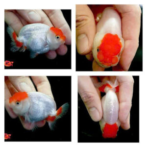 Cá ranchu mini 9 ca ranchu
