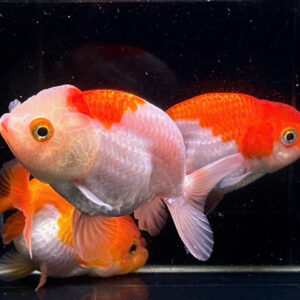 Cá ranchu mini